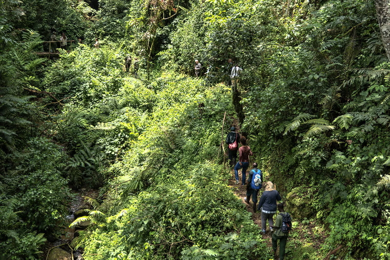 Vacaya’s Rwanda Primate Safari